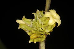 Diospyros candolleana